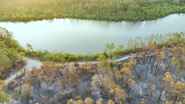 Vegetația Moartă Neagră Ars După Focul Forestier Distrus Pădurile Din — Videoclip de stoc