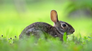 Küçük gri tavşan Florida 'nın arka bahçesinde ot yiyor. Vahşi tavşan doğada.