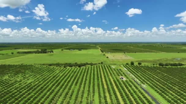 Orange Grove Florida Terreni Agricoli Rurali Con File Alberi Agrumi — Video Stock