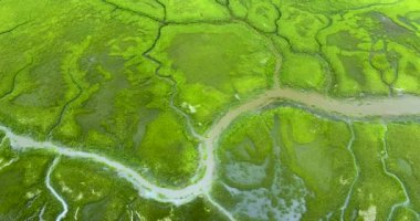 Güney Florida sulak alanları, birçok vahşi yaşam türünün vatanı. Everglades 'in eşsiz doğası.