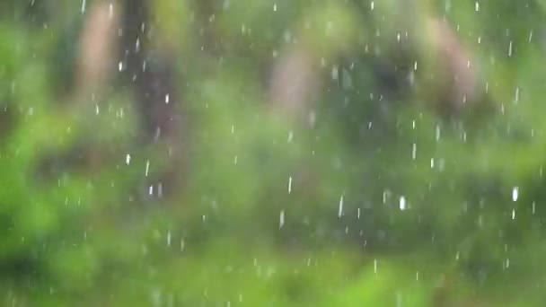 雨滴的特写落在模糊的背景上 雨季的雨天 — 图库视频影像