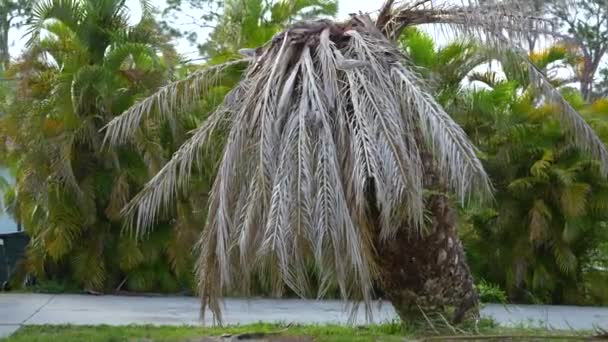 Palmier Mort Déraciné Après Ouragan Ian Sur Maison Floride Arrière — Video