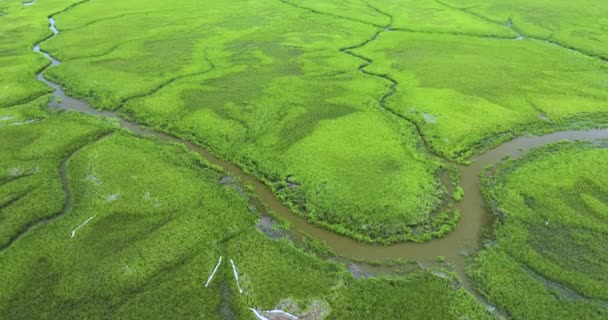 佛罗里达沼泽地有水流和绿色植被 许多亚热带物种的自然栖息地 — 图库视频影像