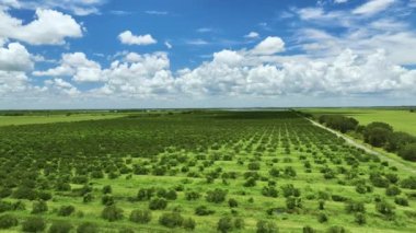 Florida 'da portakal bahçesi kırsal alanlarda güneşli bir günde yetişen narenciye ağaçları.