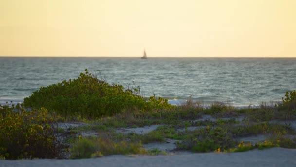Playa Junto Mar Florida Con Pequeñas Dunas Arena Vegetación Arbustos — Vídeos de Stock