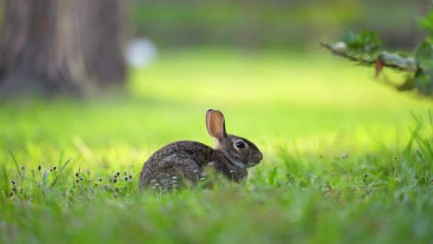 Coniglio Selvatico Natura Lepre Grigia Piccola Mangiare Erba Sul Cortile — Video Stock