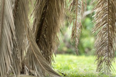 Florida 'nın arka bahçesinde kurumuş ölü palmiye ağacı.