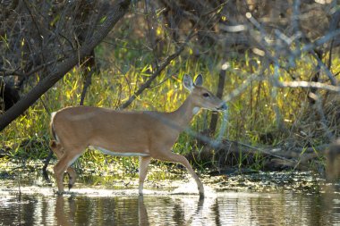 Florida Eyalet Parkı 'ndaki doğal yaşam alanındaki anahtar geyik..