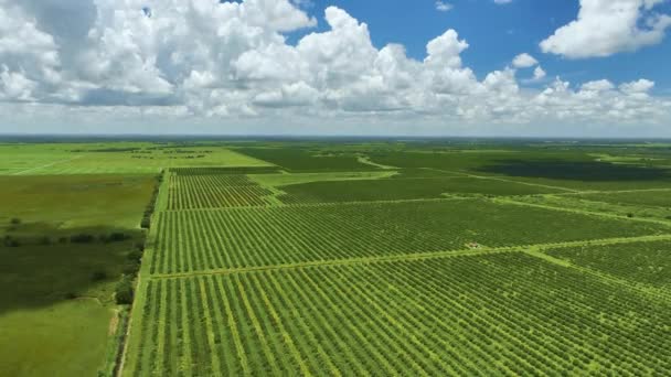 Luchtfoto Van Florida Landerijen Met Rijen Sinaasappelbomen Die Groeien Een — Stockvideo