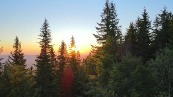 Csodálatos Naplemente Táj Vad Hegyi Erdőben Sötét Fenyőerdők Megvilágított Világos — Stock videók