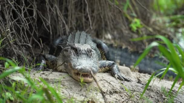 Αμερικανός Αλιγάτορας Στην Όχθη Της Λίμνης Στη Φλόριντα — Αρχείο Βίντεο