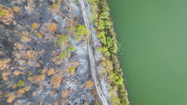 在森林大火摧毁了佛罗里达州的丛林之后 黑色的枯死植物被烧毁了 地面覆盖着灰层 自然灾害概念 — 图库视频影像