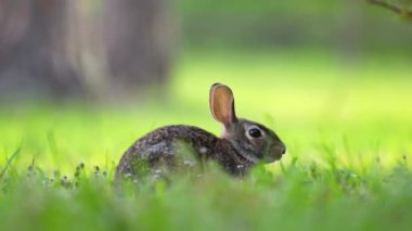Küçük gri tavşan Florida 'nın arka bahçesinde ot yiyor. Vahşi tavşan doğada.