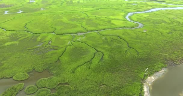 Вид Воздуха Болота Флориды Зеленой Растительностью Между Водотоками Водными Путями — стоковое видео