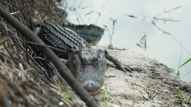 Αμερικανός Αλιγάτορας Στην Όχθη Της Λίμνης Στη Φλόριντα — Αρχείο Βίντεο