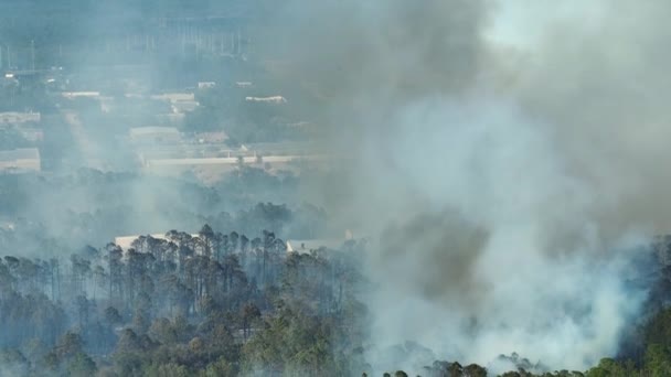 フロリダのジャングルの森で激しく燃えている巨大な野火 森の中で熱い炎 濃い煙が立ち上がって — ストック動画