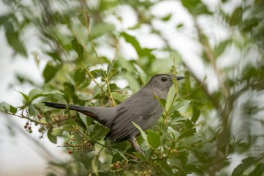 Florida 'da yaz mevsiminde bir ağaç dalına tünemiş bir kuş..