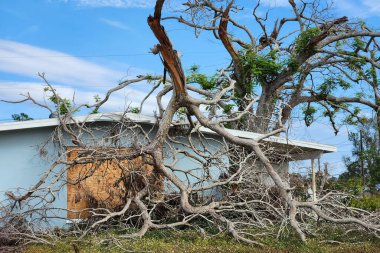 Florida 'nın arka bahçesindeki kasırgadan sonra ağaç kesimi. Güçlü tropikal fırtına rüzgarları sonrası enkazdan aşağı düştü. Doğal afetin sonuçları..