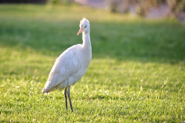 Beyaz sığır balıkçıl kuşu, ayrıca yazın yeşil çimlerde yürüyen Bubulcus Ibis olarak da bilinir..