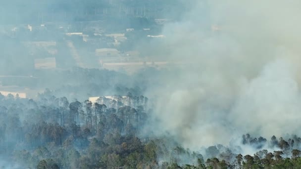 Vista Aérea Grandes Incendios Forestales Que Arden Severamente Los Bosques — Vídeo de stock