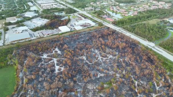 灰層で覆われた荒廃した森林地と山火事の後に死んだ植生を充電 自然災害の概念 — ストック動画