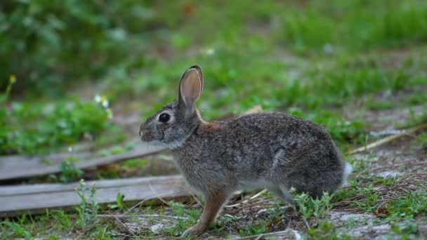 Grå Liten Hare Äter Gräs Florida Bakgård Vilda Kaniner Naturen — Stockvideo