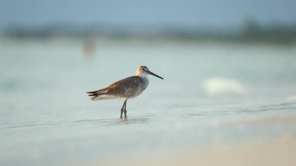 Large Billed Dowitcher Wild Sea Bird Looking Food Seaside Summer — Stock videók
