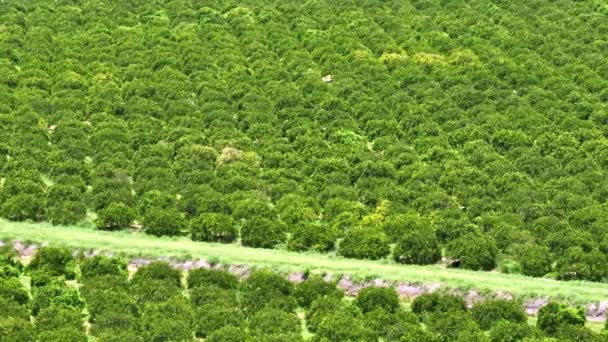 Uitzicht Van Bovenaf Groene Landerijen Met Rijen Sinaasappelbomen Die Groeien — Stockvideo