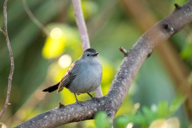 Florida 'da yaz mevsiminde bir ağaç dalına tünemiş bir kuş..