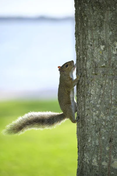 Beautiful wild gray squirrel climbing tree trunk in summer town park.