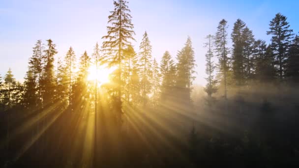 Fényes Napsugarak Ragyognak Keresztül Lucfenyő Fák Hegyi Erdőben Csodálatos Természeti — Stock videók