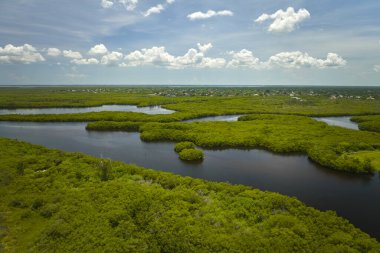 Okyanus suları arasında yeşil bitki örtüsü olan Florida sulak alanlarının havadan görünüşü. Birçok tropikal türün doğal yaşam alanı.