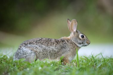 Gri küçük tavşan yaz tarlasında ot yiyor. Vahşi tavşan doğada.