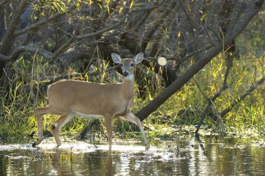Florida Eyalet Parkı 'ndaki doğal yaşam alanındaki anahtar geyik..