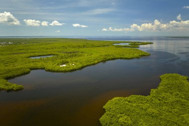 Everglades 'in su koyları arasındaki yeşil bitki örtüsüyle kaplı bataklığını görebiliyoruz. Florida 'daki birçok tropikal türün doğal yaşam alanı..