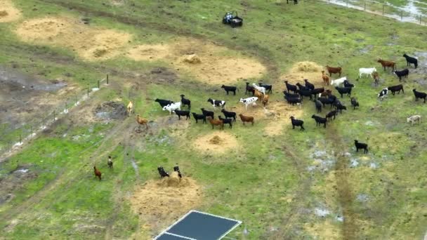 Koeienmannen Rijden Atv Quadbikes Terwijl Het Verzorgen Van Vee Voederplaats — Stockvideo