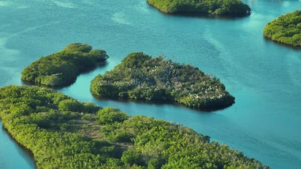 佛罗里达湿地 海湾水域之间的绿色沼泽植被上有成群的白鹭和苍鹭 自然栖息地野生动物的空中景观 — 图库视频影像