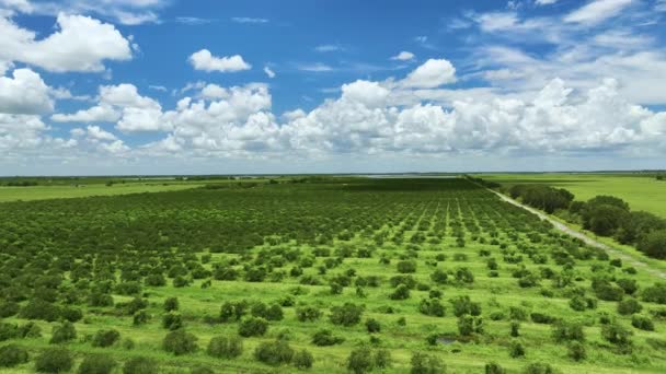 View Green Farmlands Rows Orange Grove Trees Growing Sunny Day — Stock Video