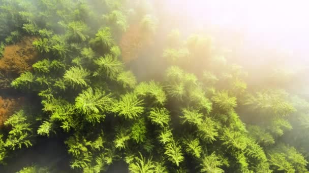 Levegő Kilátás Ködös Zöld Fenyőerdő Lombkoronák Lucfenyő Őszi Hegyekben — Stock videók