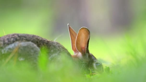 Küçük Gri Tavşan Florida Nın Arka Bahçesinde Yiyor Vahşi Tavşan — Stok video