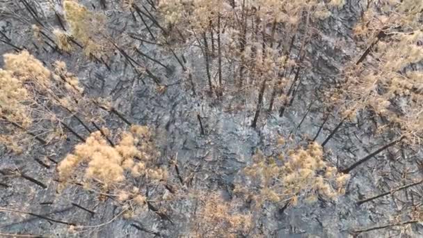 Vegetación Negra Muerta Quemada Después Que Incendio Forestal Destruyera Bosques — Vídeos de Stock