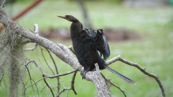 Grande Pássaro Anhinga Descansando Árvore Ramo Flórida Zonas Húmidas — Vídeo de Stock