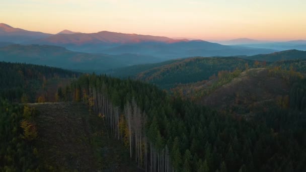 Widok Lotu Ptaka Kolorowy Wieczór Nad Ciemnym Lasem Wyciętymi Drzewami — Wideo stockowe