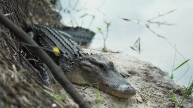 Amerika 'nın Florida kentindeki tatlı su gölü kıyısında dinlenen Amerikan timsahının yakın çekimi..
