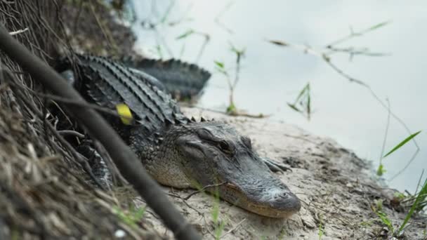 Detailní Záběr Amerického Aligátora Odpočívajícího Břehu Sladkovodního Jezera Floridě Usa — Stock video