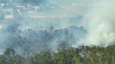 Florida ormanlarında tehlikeli bir orman yangını var. Yoğun ormanda sıcak alevler. Zehirli duman kirletici atmosfer.