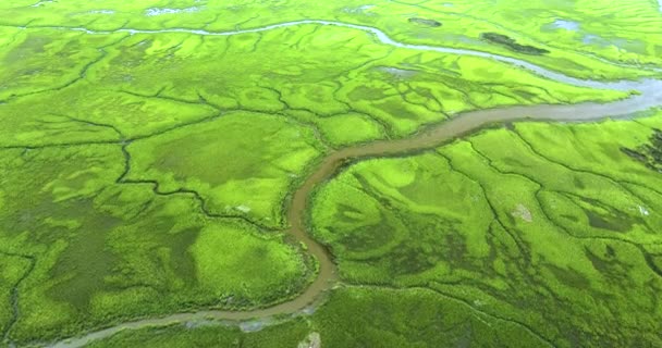 Florida Everglades Wetland Water Streams Green Vegetation Natural Habitat Many — Stock Video