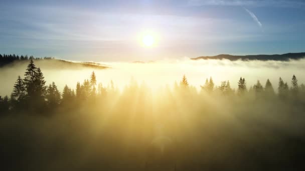 Ködös Napkelte Lucfenyő Erdőben Fénysugarak Ragyognak Keresztül Ágak Ősszel Hegyek — Stock videók