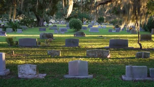 Могильні Надгробки Старому Кладовищі Тіні Південних Дубових Дерев Зеленій Траві — стокове відео