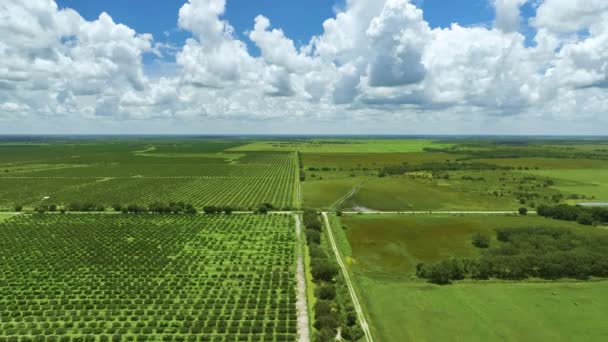 Sinaasappelboomgaard Florida Boerderijen Met Rijen Citrusbomen Groeien Een Zonnige Dag — Stockvideo